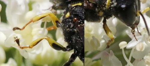 Ectemnius lituratus